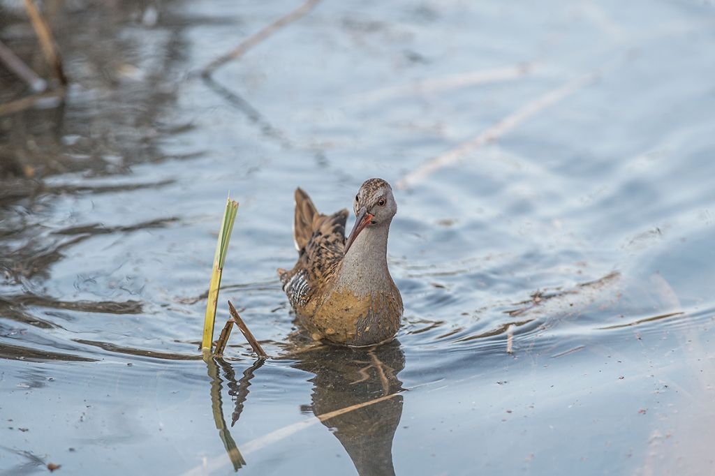 Porciglione (Rallus aquaticus)